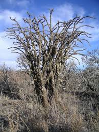 Image result for Euphorbia didiereoides