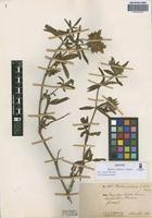 Image result for Blepharis involucrata