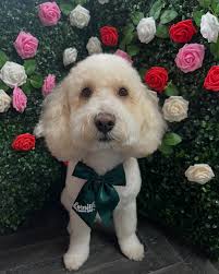 Gemma cornish (@cornishcaninecutz) • Instagram photos and videos