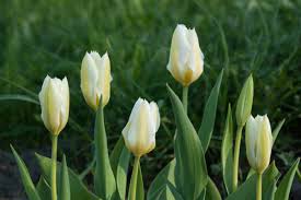 Check spelling or type a new query. Exotic Emperor Tulip Plant Guide Care Tips Pictures And More Garden Tabs
