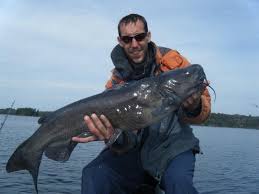 Bullhead catfish have no scales. Catfish General Fishing Discussion Ontario Fishing Forums