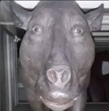 this ugly ass pig i think