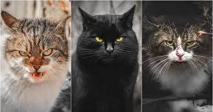 Mewarnai gambar adalah sebuah kegiatan yang paling seru terutama dikalangan anak anak baik itu gambar pemandangan gambar. 11 Foto Warna Mata Kucing Ini Bikin Takjub Dari Oranye Sampai Hi