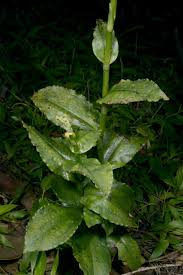Image result for Satyrium schimperi