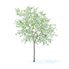 Lemon Tree With Flowers 3d Model 3 1m Tree Lemon Flowers Model Flowering Trees Lemon Tree Flowers