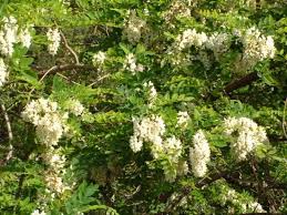 Tra le principali si contano il dente di leone, la primula, la dalia e la gerbera. Robinia Pseudoacacia Robinia Comune Acacia Vivai Frappetta Roma