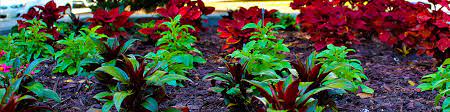 Welcome to sprinkles irrigation & landscape, inc. Lawn Irrigation System Columbus Ga Lawn Care Landscaping