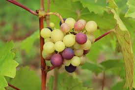 Image result for Vitis vinifera
