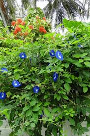 Image result for Clitoria
