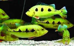 Find peacock bass from a vast selection of fish & aquariums. High Quality Healthy Freshwater Aquarium Fish For Sale