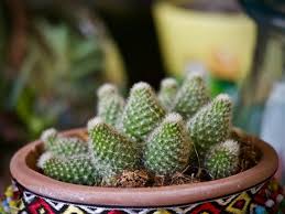 Unas de las plantas que generalmente no faltan en casa o en la oficina ya que son pequeños, no ocupan mucho espacio y lucen hermosos, son los cactus, pero aunque se diga que no necesitan muchos cuidados, esto no es verdad, necesitan. Cactus Cuidados Maceta