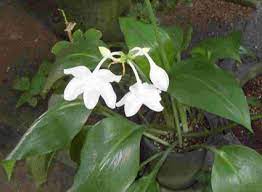 White flowers | eucharis amazonica the amazon lily. Eucharis Grandiflora Amazonica Glasshouse Works