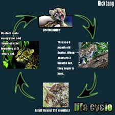 Life Cycle Ocelot In 2020 Life Cycles Ocelot Life