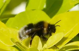 Image result for Bombus sylvestris