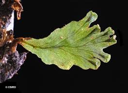 Image result for Didymoglossum erosum