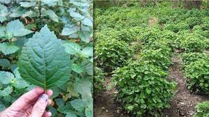 Daun nilam (pogostemon cablin benth.) kering dalam kemasan kertas dan karung goni kemudian disimpan selama 5, 10, dan 15 hari. Cara Budidaya Tanaman Nilam Penghasil Minyak Atsiri Dengan Harga Jual Paling Mahal Tribun Jambi