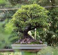 Ficus Bonsai Guide | Bonsai Mirai