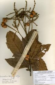 Image result for Eriocoelum