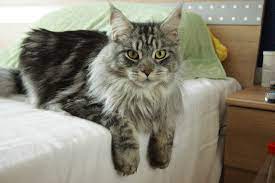 Maine Coon Cat A Buyers And Owners Guide With Breed Information Buying Advice And Facts Maine Coon Expert