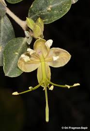 Image result for Cadaba farinosa