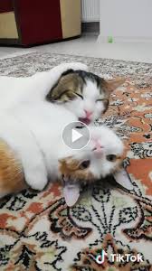 Kedi Cat Masum Ask Recel Pasa Kosulsuzsevgi Kesfet Tiktok Kedi Kedicik Ayi