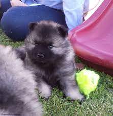 5 Week Old Clingmey Keeshond Puppy