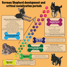 , various models support feeding your german shepherd pup about 2 cups of dog food daily at the age of two and three months. German Shepherd Puppy Training Guide