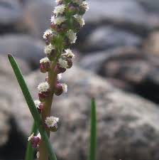 Image result for Juncaginaceae