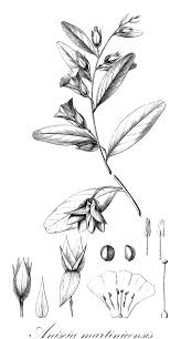 Image result for Aniseia martinicensis