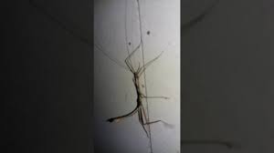 Se mueven muy lentamente e incluso cuesta verlos. Insecto Palo En Mi Casa O Conocido En Mi Pais Como Mula Del Diablo No Lo Maten Es Inofensivo Youtube