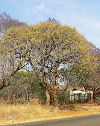 Image result for Lannea discolor