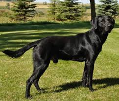 We are a family owned and operated british labrador kennel located in mankato, mn. British Labrador Breeder Puppies For Sale In Minnesota Kt British Labs