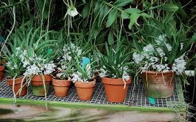 Image result for Podangis