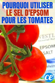 Sel D Epsom 3 Utilisations Pour Faire Pousser De Belles Grosses Tomates Sel D Epsom Germination Graine Cultiver Des Tomates