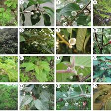 Image result for Phragmanthera capitata