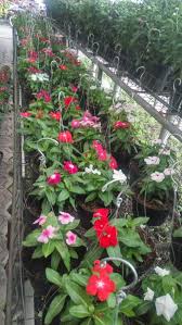 Pot bunga taman dapat saudara temukan disini. Taman Bunga Vinca Koleksi Biji Bunga Vinca Ada Banyak Warna Yuk Tanam Dan Jadikan Hiasan Dirumah Ada Jenis Tegak Dan Gantung Miliki Sekaran Penjual Bunga Kebun Bunga Tanaman Bunga Vinca