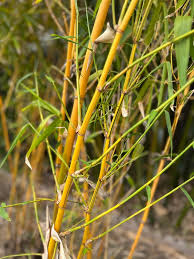 Image result for Bamboo Yellow 1958 Imperial