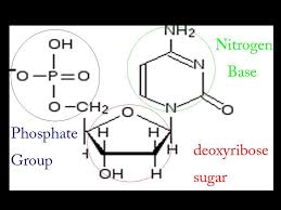 Which part of nitrogenous bases will form a bond in a dna molecule? Dna Ppt Download
