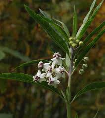 Image result for Gomphocarpus glaucophyllus