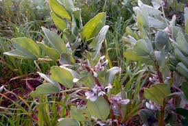 Fava beans were a popular crop in medieval europe. The Fava Bean Vicia Faba Plantarum Maioricarum