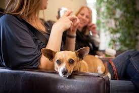 Pet emergency and specialty center: Pet Emergency Specialty Center La Mesa 5232 Jackson Dr Ste 105 La Mesa Ca Veterinarian Emergency Services Mapquest