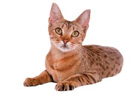 The standard tabby cat seems to represent a domestic shorthair, also known as a moggie/mixed breed. The 5 Tabby Cat Patterns Catster