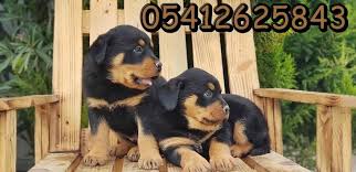rottweiler yavru ilanlari 05412625843 panosundaki pin