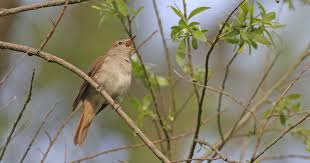 Image result for Nightingale