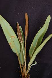 Image result for Elaphoglossum aubertii