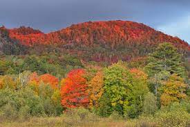 Contextual translation of musim luruh into english. Warna Daun Musim Luruh Ketinggian Apa Yang Perlu Dilakukan Dengannya