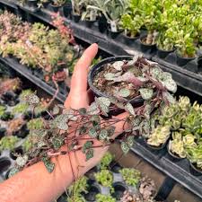 Image result for Ceropegia buchananii