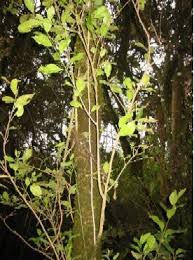 Image result for Teclea