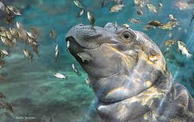 Fiona® & friends coloring book. Fiona The Hippo Is Our Newest Reality Star