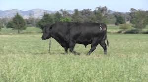 Ardrossan casino naqc18 was purchased by alpine angus at around 16 months, he has and continues to make a significant contribution to the alpine breeding program. Ardrossan Admiral A2 M4v Youtube